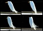 (23) egret montage.jpg    (1000x720)    168 KB                              click to see enlarged picture